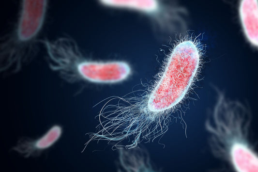 Microscopic illustration of bacteria cells linked to stomach infections.