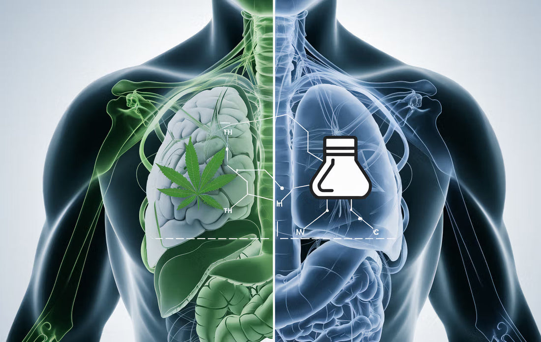 How long do drugs stay in your system? Cannabis and cocaine detection times explained