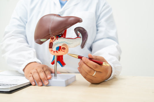 doctor-explaining-liver-and-gallbladder-model.jpgHealthcare professional holding a pen beside an anatomical model showing the liver, gallbladder and nearby digestive organs.