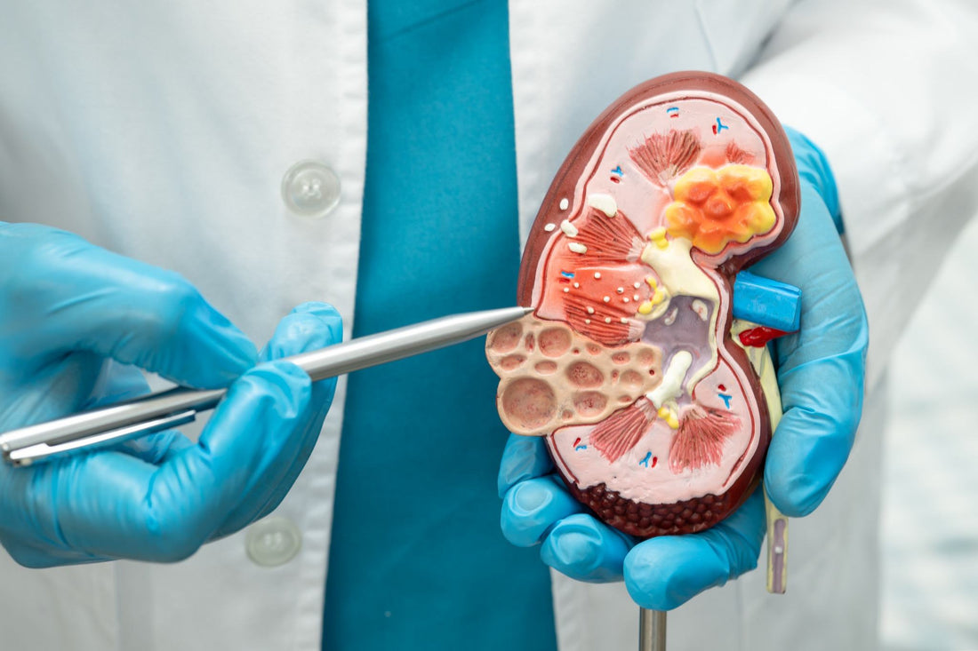 Doctor Pointing to a Model of a Human Kidney
