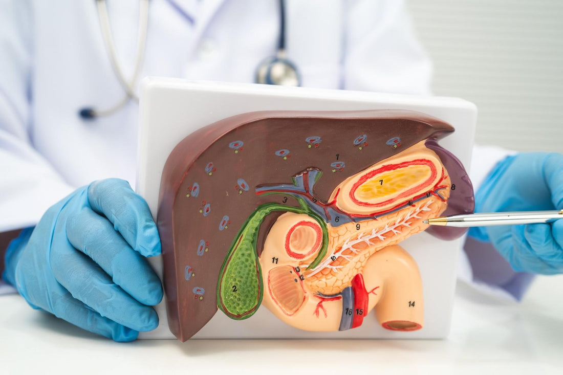 Doctor Holding an Anatomical Model of the Liver and Pancreas