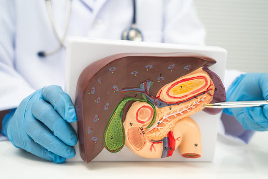 Doctor Holding an Anatomical Model of the Liver and Pancreas