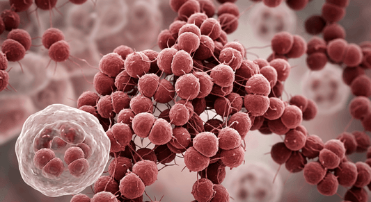 Neisseria gonorrhoeae bacteria