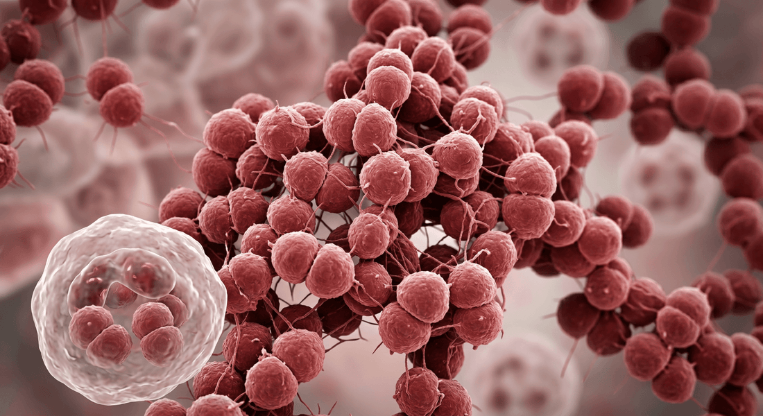Neisseria gonorrhoeae bacteria