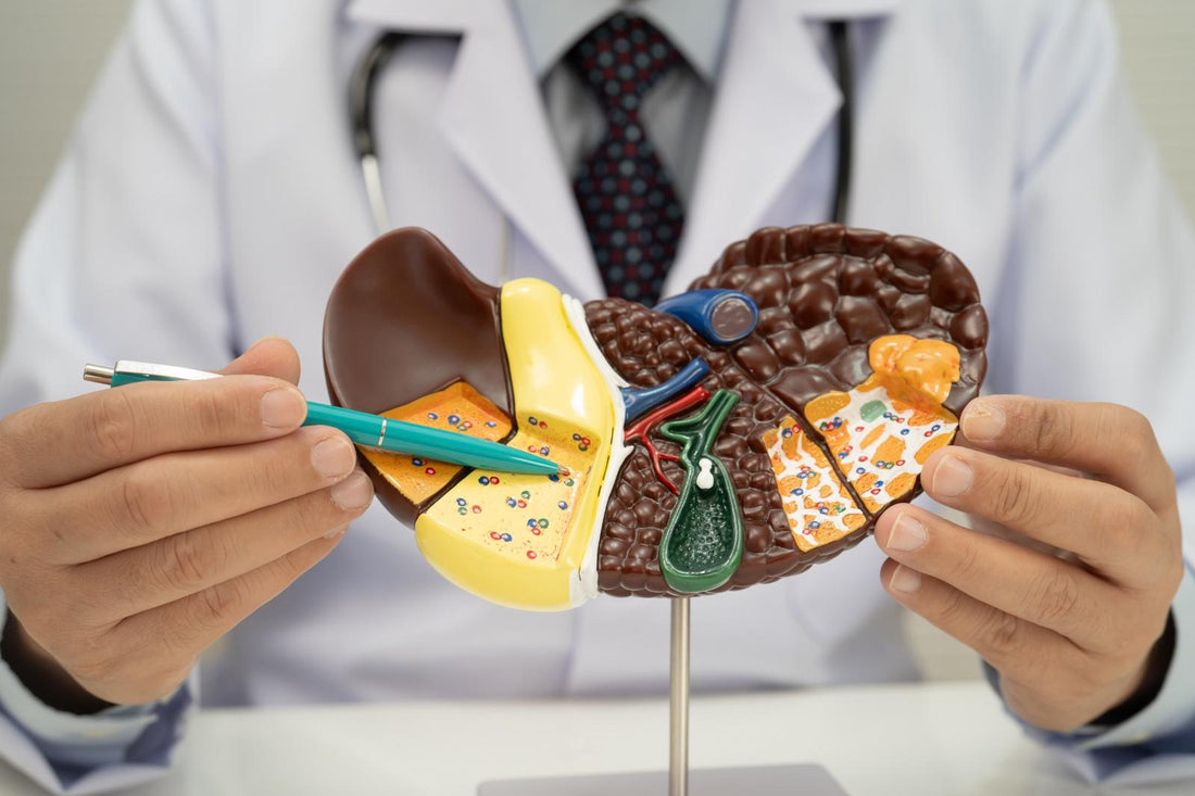 Doctor Pinting to Model of the Liver