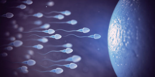 Illustration of sperm cells swimming towards an egg